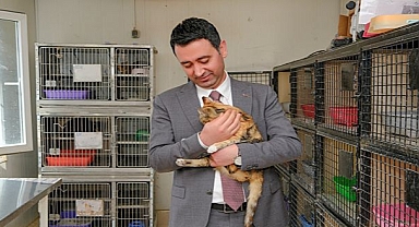 Yüzlerce can dost yuvalarına kavuştu
