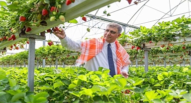 İzmir Büyükşehir Belediyesi üreticiye desteğini sürdürdü