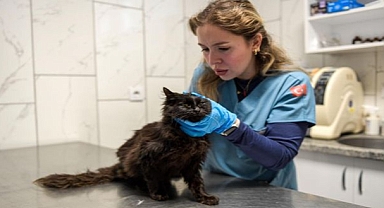 86 bin tedavi, 13 bin kısırlaştırma