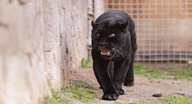 Doğal Yaşam Parkı’nın jaguarı Juliet yaşama veda etti