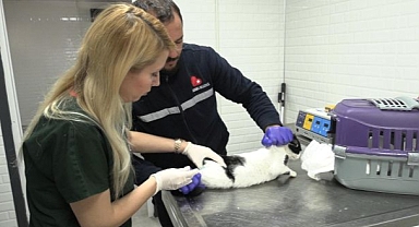 Bayraklı’daki Hayvan Bakımevinde Kapsamlı Yenileme